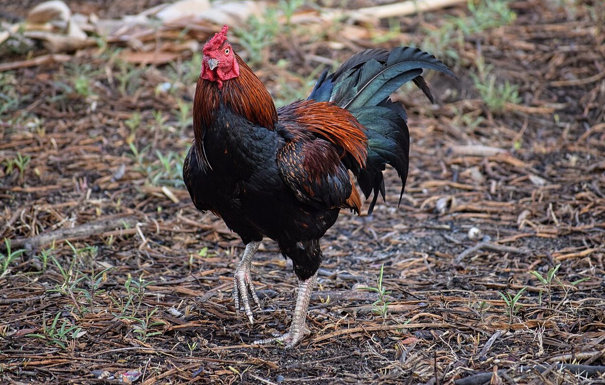 ayam-berkokok-tepat-waktu