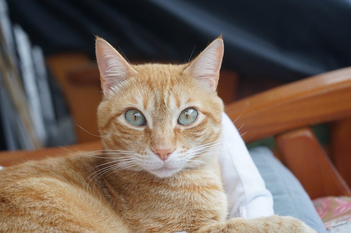 kucing-menolak-ikan-asin